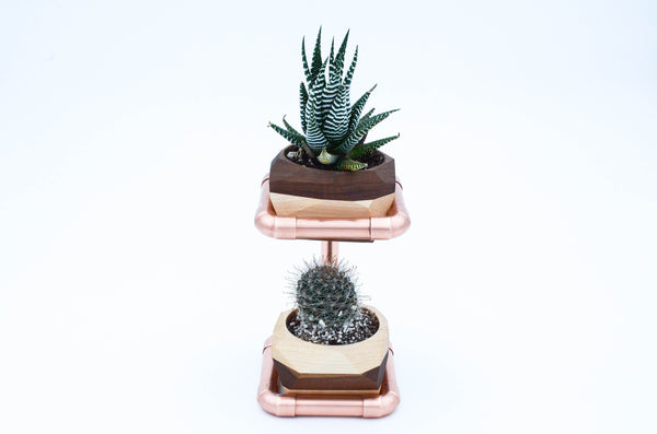 Geometric Double Cactus & Succulent Planter with